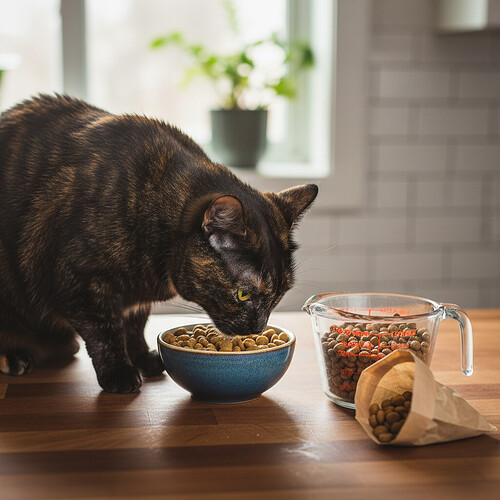How Much Should I Feed My Cat? A Calorie Guide by Weight
